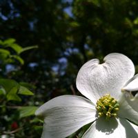 ハナミズキ,花水木,花水木,アメリカハナミズキ,ハナミズキ(白)の画像