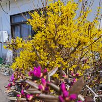 エゾムラサキツツジ,レンギョウ,北海道美幌町,美幌に桜の名所を創る会の画像