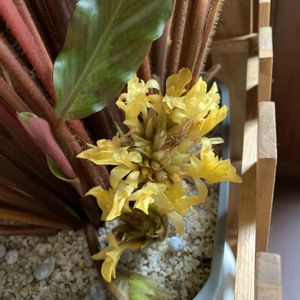 カラテア,カラテア・ルフィバルバ,観葉植物,開花,クズウコン科 の画像