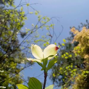 ハナミズキ,花水木,ハナミズキ(白),花言葉,大好きなお花の画像