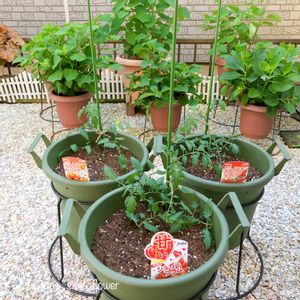 ミニトマト,ミニトマト,ハルディン,PR,jardinの画像