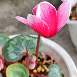 ミニシクラメン,花のある暮らし,素敵ですね〜❣️,鉢植え。,可愛いピンクの画像