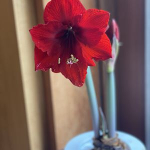 アマリリス,赤い花,鉢植え,球根,開花の画像