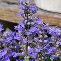 アジュガ,お花,紫の花,うれしい！,プランター栽培の画像
