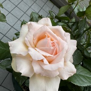 花のある暮らし,のんびり,ばら バラ 薔薇,おうち園芸,バルコニー/ベランダの画像