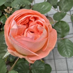花のある暮らし,のんびり,ばら バラ 薔薇,おうち園芸,バルコニー/ベランダの画像
