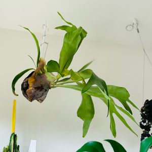 ポトス,ビカクシダ,ビカクシダ,観葉植物,吊り鉢の画像