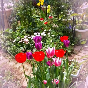 ガーデニング,花のある暮らし,我が家のお庭の花♡,お花が満開,春爛漫のマイガーデンの画像