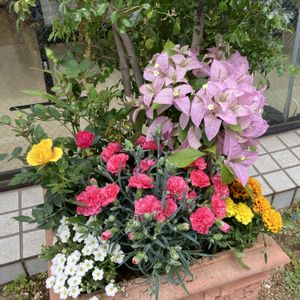 ブーゲンビリア,寄せ植え,ピンク色の花,店先のお花,災害時備蓄の画像