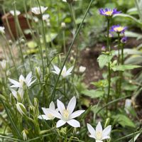 オキザリス,オーニソガラム ウンベラタム,みやこわすれ,白い花,癒しの時間の画像