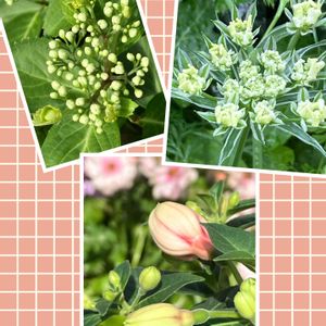 癒し,花のある暮らし,植物のある暮らし,みどりのある暮らし,埼玉県の画像