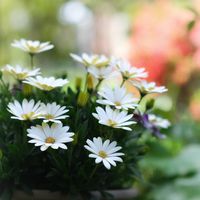 オステオスペルマム,オステオスペルマム キララ,白い花,my gardenの画像