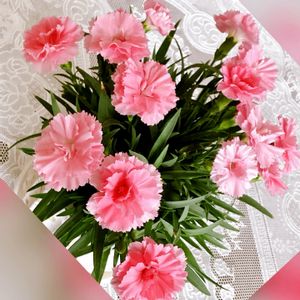 可愛いピンク色♡,カーネーション♡,春色ピンク,元気を出して♪,mothers  day☆の画像