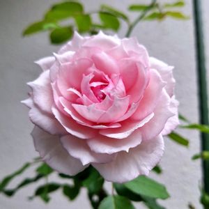 バラ ザミルオンザフロス,バラを楽しむ,咲いてくれてありがとう❤,おうち園芸,小さな庭の画像