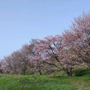 咲いた！,北海道,風景,さくら 桜 サクラの画像