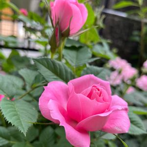 ミニバラ,花のある暮らし,ミニバラ鉢植え,植物に癒されて,ピンクのバラ♡の画像