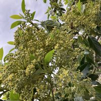 アボカド,アボカドの木,アボカドの花,アボカドの花,アボカド栽培の画像