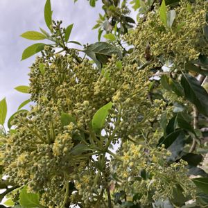 アボカド,アボカドの木,アボカドの花,アボカドの花,アボカド栽培の画像
