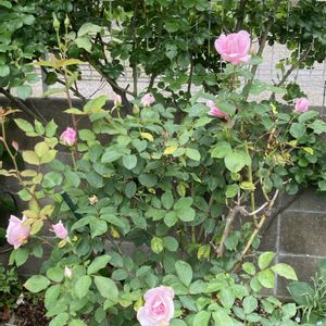 マイブーム,花のある暮らし,大好き♡︎ʾʾ,私の庭,薔薇愛の画像