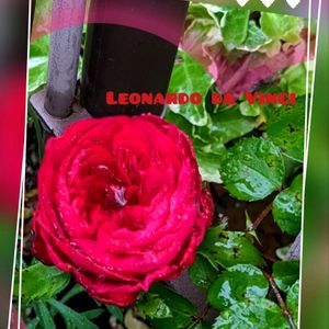 バラ,薔薇 レオナルド・ダ・ヴィンチ,ガーデニング,花のある暮らし,ばら バラ 薔薇の画像