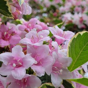 オオベニウツギ（大紅空木）,地植え,可愛い〜♡,ピンクの花,花のある暮らしの画像