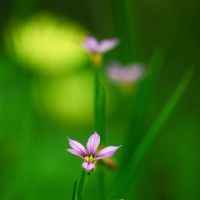 ニワゼキショウ,山野草,帰化植物の画像