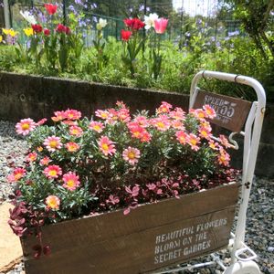 マーガレット,春の花,DIY,ナチュラルガーデン,手作りの庭の画像