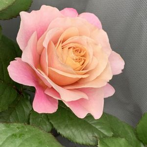 ラベンダー,バラ ディスタントドラムス,ベビーロマンティカ,バラ 鉢植え,ばら バラ 薔薇の画像