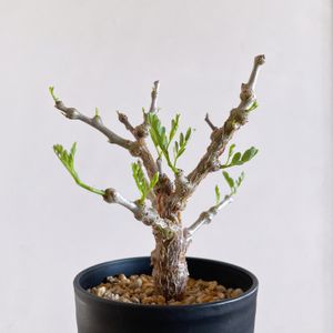 センナ・メリディオナリス,多肉植物,観葉植物,塊根植物,コーデックスの画像