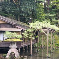 ツツジ,フジ,塩竈桜,白藤,兼六園菊桜の画像