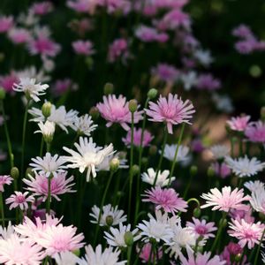 モモイロタンポポ,ガーデニング,ナチュラルガーデン,ピンクの花,種まきの画像