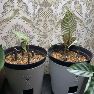 アフェランドラ・ダニア,アフェランドラ・シルバークラウド,アフェランドラ・ダニア・シルバークラウド,観葉植物,植え替えの画像