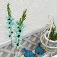 イキシア,イキシア ビリディフローラ,球根植物,青い花,花のある暮らしの画像