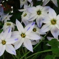 ハナニラ,ハナニラ,白い花,青紫の花,花いっぱい！の画像