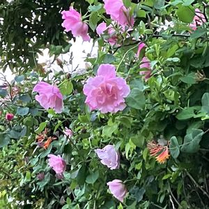 バラ,スパニッシュビューティー,スパニッシュビューティー,つるバラ,4月の庭の画像