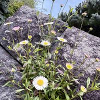 エリゲロン(源平小菊),お散歩,花のある暮らし,iPhone撮影,今日のお花の画像