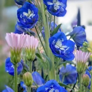 デルフィニウム,桃色たんぽぽ（クレピス）,デルフィニウム オーロラ ブルーインプ,ナチュラルガーデン,青い花の画像