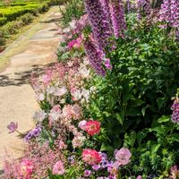 マーガレット,ルピナス,藤棚  紫と白,素敵なお花✨,チューリップなどの画像