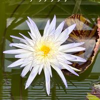 スイレン,熱帯スイレン,白い花,iPhone撮影,神代植物公園の画像