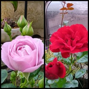 薔薇 しのぶれど,地植え,花のある暮らし,小さい花壇,狭い花壇の画像