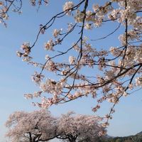 菜の花,布目の夫婦桜,ビタミンカラー,いつもありがとう♡,元気カラーの画像