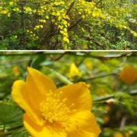 チューリップ,ヤマブキ,山野草,花のある暮らし,可愛いお花の画像