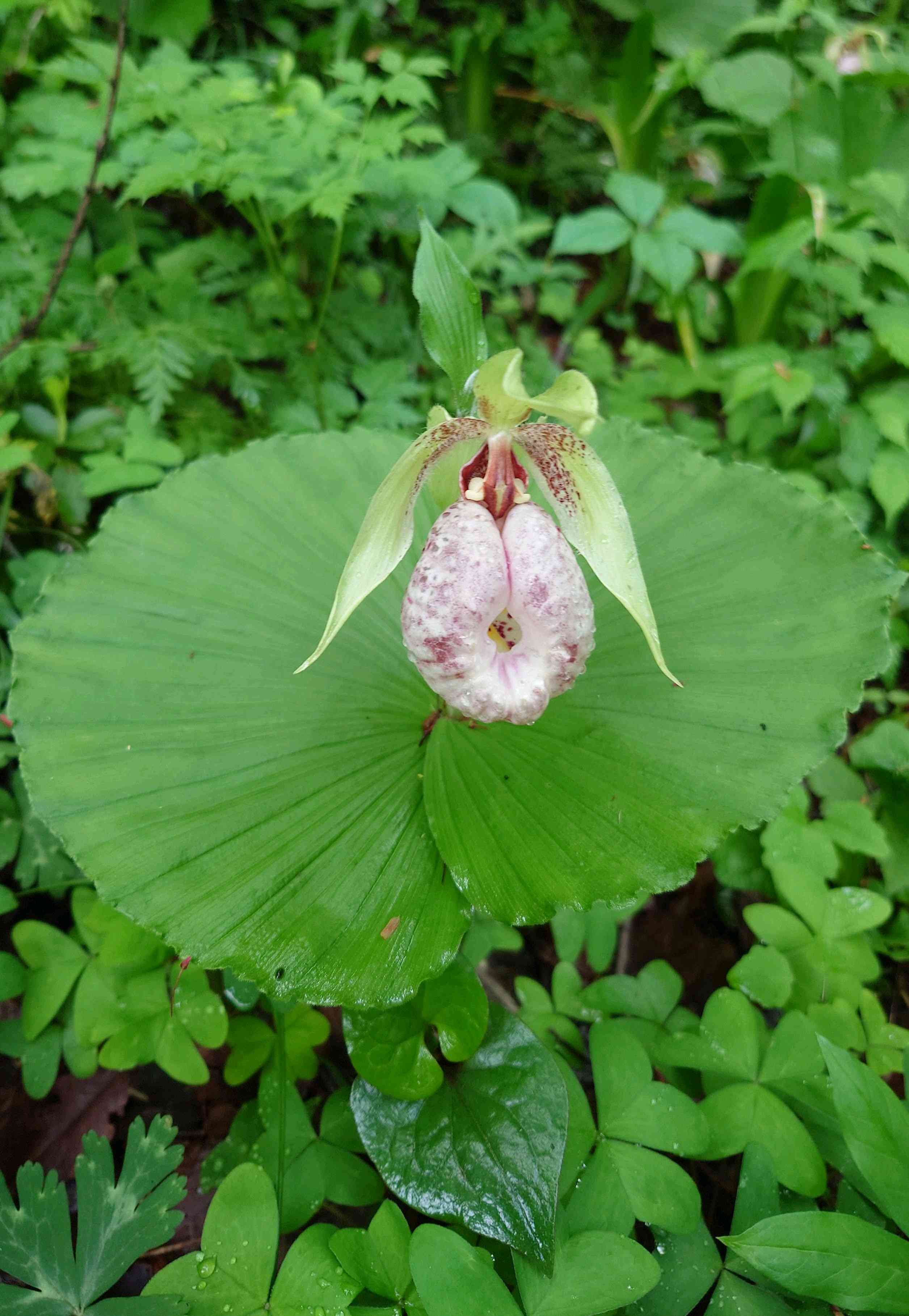 クマガイソウ(熊谷草)の育て方｜庭での植え付け場所や水やりの頻度は？｜🍀GreenSnap（グリーンスナップ）