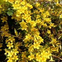 カロライナジャスミン,かわいい,きれい,黄色い花,癒しの画像