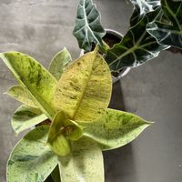 フィカス・ジン,アロカシア・バンビーノ,観葉植物の画像