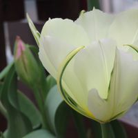 ハナミズキ,チューリップ・バレリーナ,花のある暮らし,わが家の観葉植物❢,チューリップ♪の画像