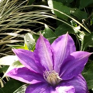 クレマチス,紫の花,クレマチス 地植え,花のある暮らし,元気もらえるの画像