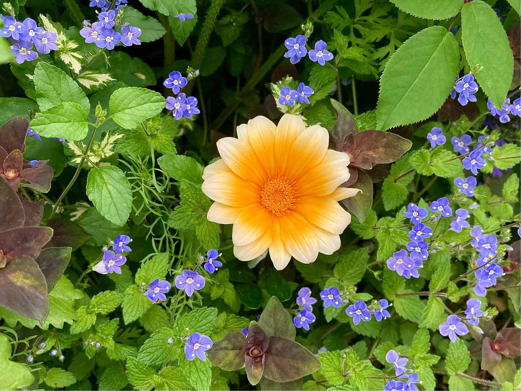 3年目のお花咲きました❣️PW『ガザニアビーストカナリアスマイル