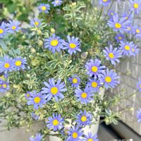 ブルーデージー,ガーデニング,青い花,多年草,花のある暮らしの画像