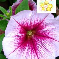 ペチュニア,ピンクの花,家庭園芸,ペチュニアの栽培,プラ鉢で栽培の画像